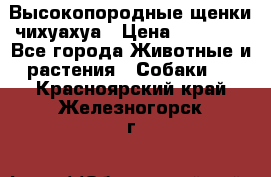 Высокопородные щенки чихуахуа › Цена ­ 25 000 - Все города Животные и растения » Собаки   . Красноярский край,Железногорск г.